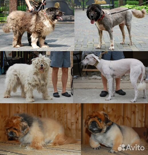 Стрижка кошек, собак, лошадей. Выезд. Опыт 16 лет