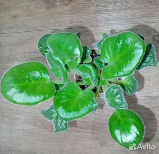 Фиалки сортовые