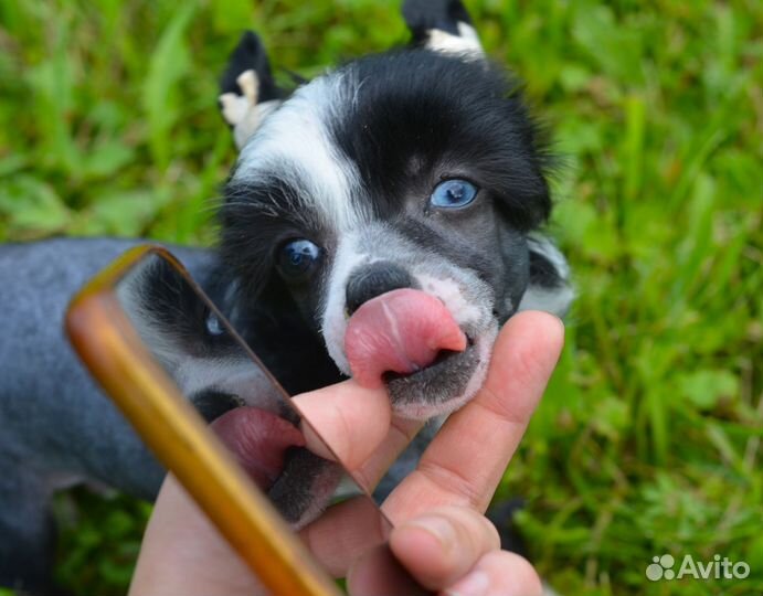 Два брата акробата:)