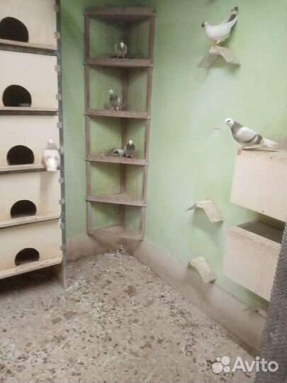 Продам голубей