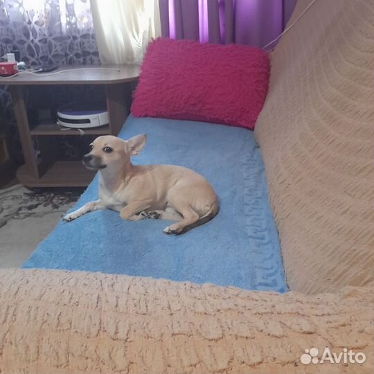 Собака полупородистая