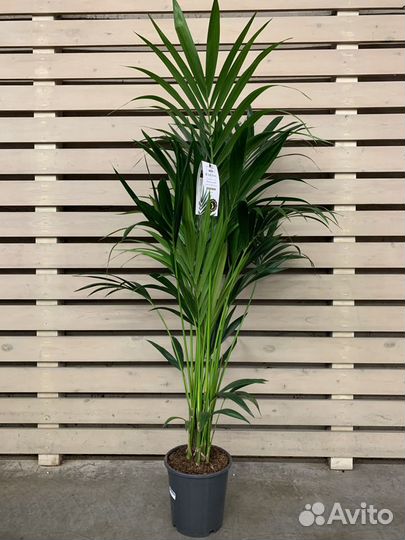 Ховея Форстериана D-23 H-150-см