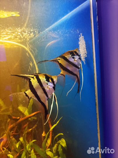 Аквариумные рыбки