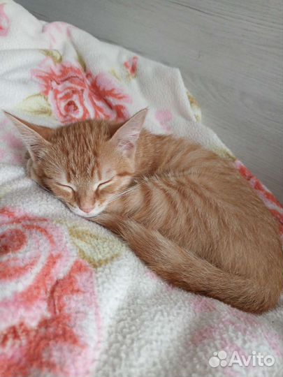 Котенок девочка в добрые руки