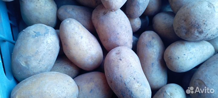 Картофель домашний