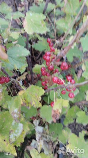 Красная смородина