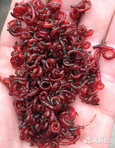 Мотыль насадочный и прикормочный, опарыш