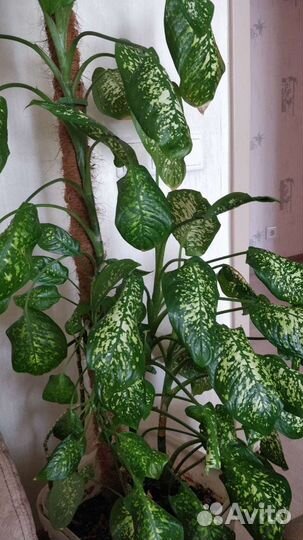 Диффенбахия