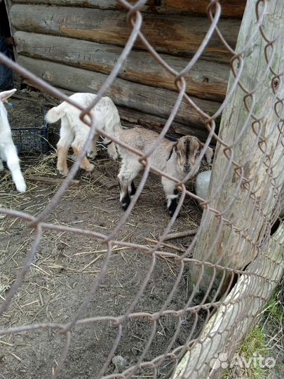 Продам козлят