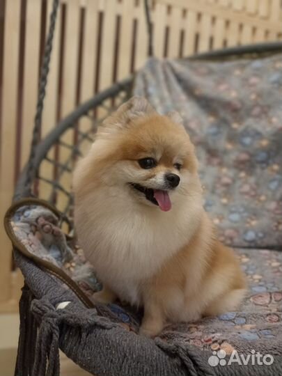 Стрижка собак и кошек, экспресс-линька, тримминг