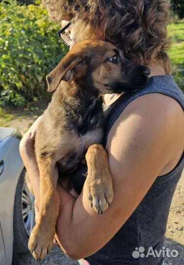 Пристраевается щенок из приюта