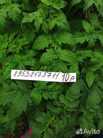 Рассада помидор