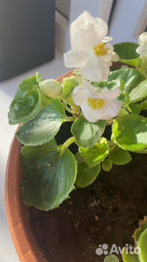 Бегония вечноцветущая