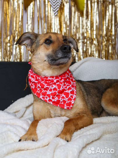 Собаку вернули в приют после 3 лет дома