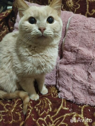 Кошка в дар