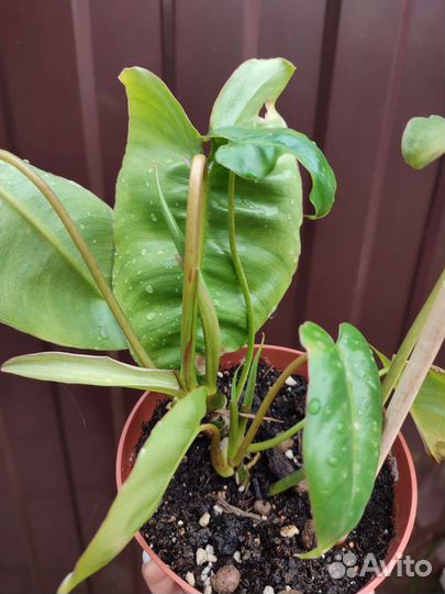 Комнатные цветы 7