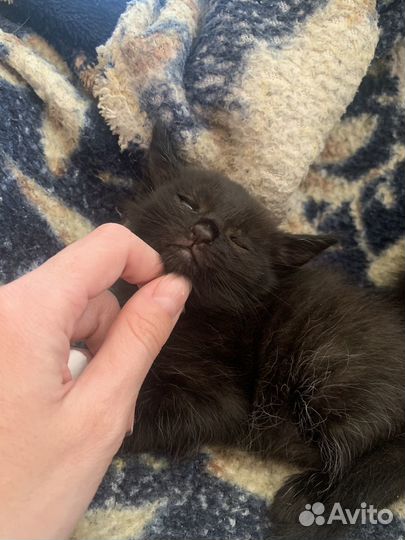 Котятки в добрые руки