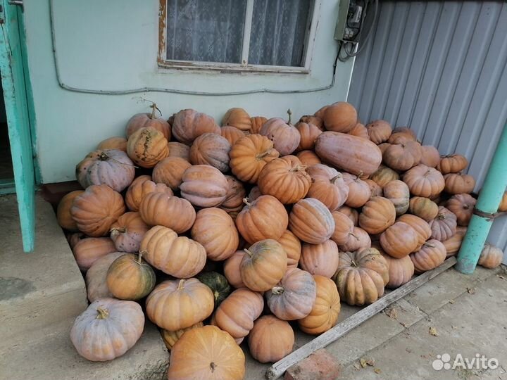 Тыква кормовая
