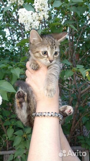 Кошечка в добрые руки