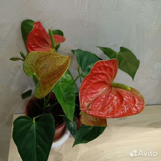 Антуриум оранжево зеленый Карма оранж