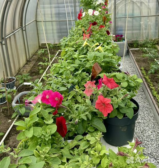 Ампельная петуния