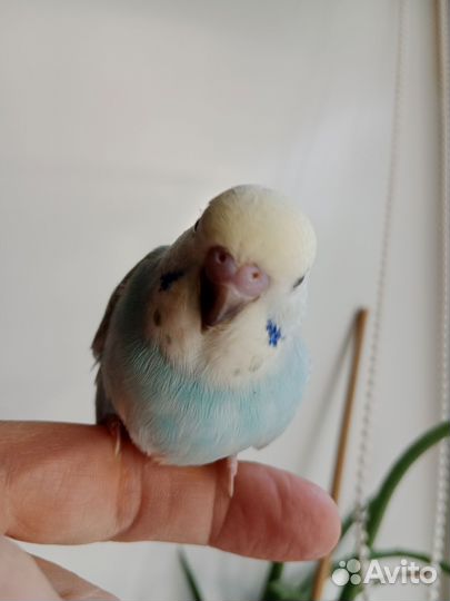 Попугай радужного окраса