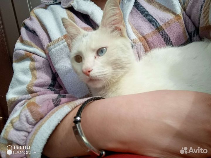 Кошка в добрые руки