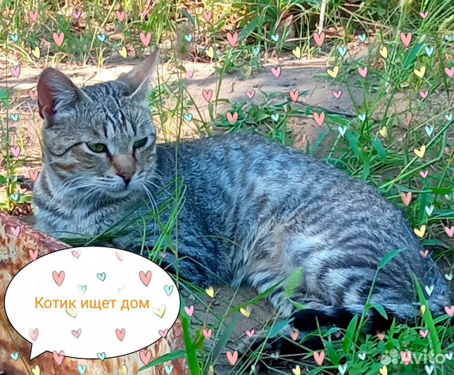 Обаятельный потеряшка ищет дом