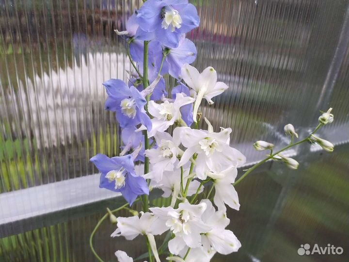 Многолетники,люпин,дельфиниум,доставка