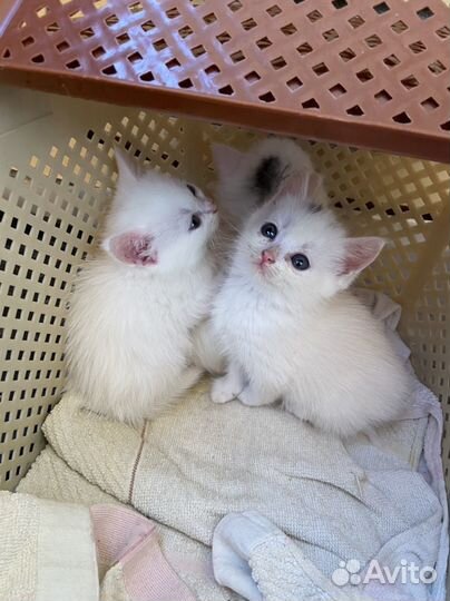 Котята в добрые руки белые