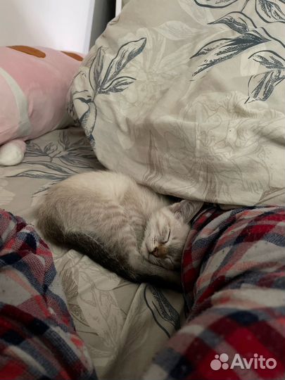 Тайский котенок