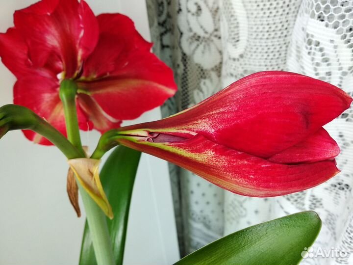 Гиппеаструм