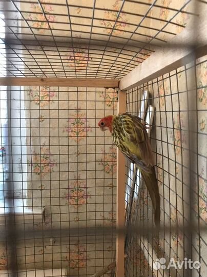 Попугай Розелла