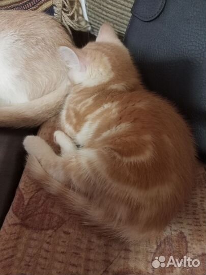 Котятки в добрые руки