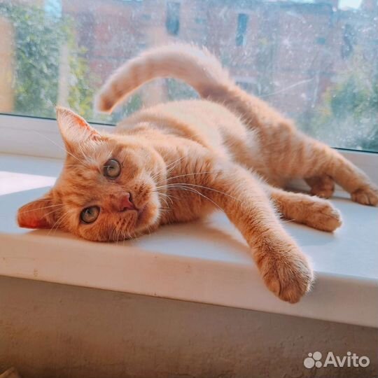 Кошечка 1 год в добрые руки