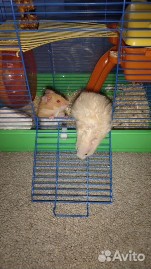 Хомячки с клеткой