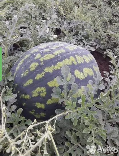 Семена Арбуза