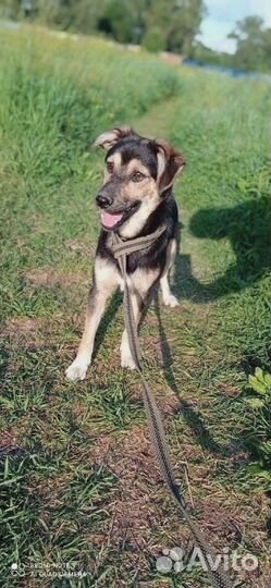 Воробушек ищет дом