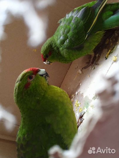 Попугай какарик какарики