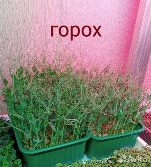 Микрозелень