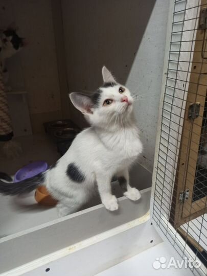 Ариэль - котёнок девочка в добрые руки