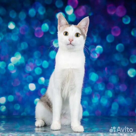 Молоденькая кошечка Мэри