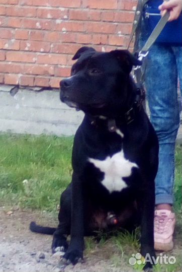 Вязка. амстафф