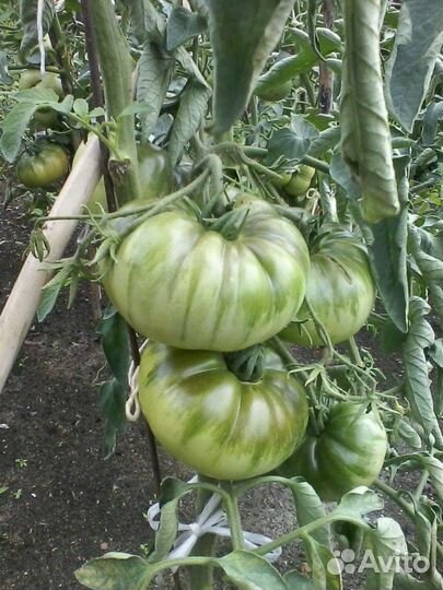 Рассада, семена табака