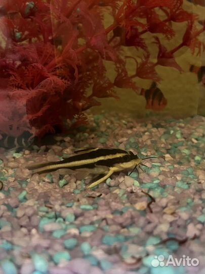 Аквариум с рыбками