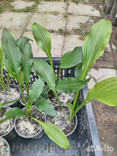 Хоста многолетнее растение для сада