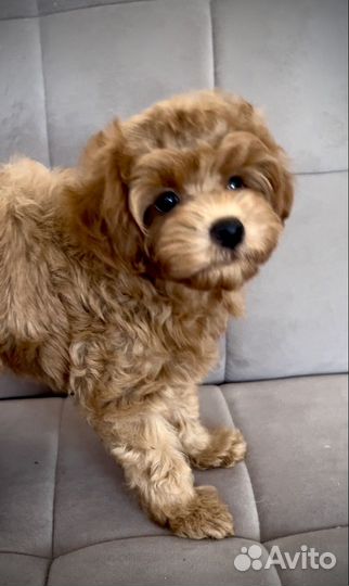 Щенки мальтипу