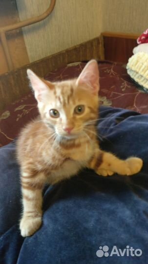 Котята в добрые руки бесплатно