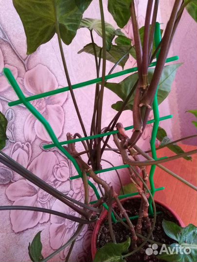 Цветок Сингониум