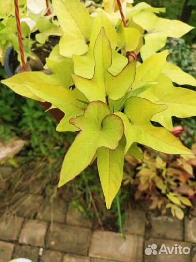 Ипомея батат